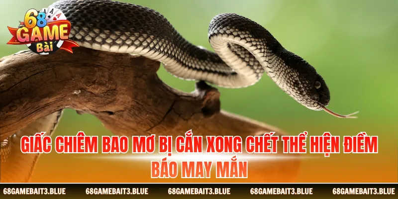 Giấc chiêm bao mơ bị cắn xong chết thể hiện điềm báo may mắn