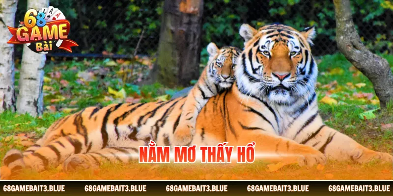 Nằm Mơ Thấy Hổ - Giải Mã Top 4 Giấc Mộng Mới Nhất 2026